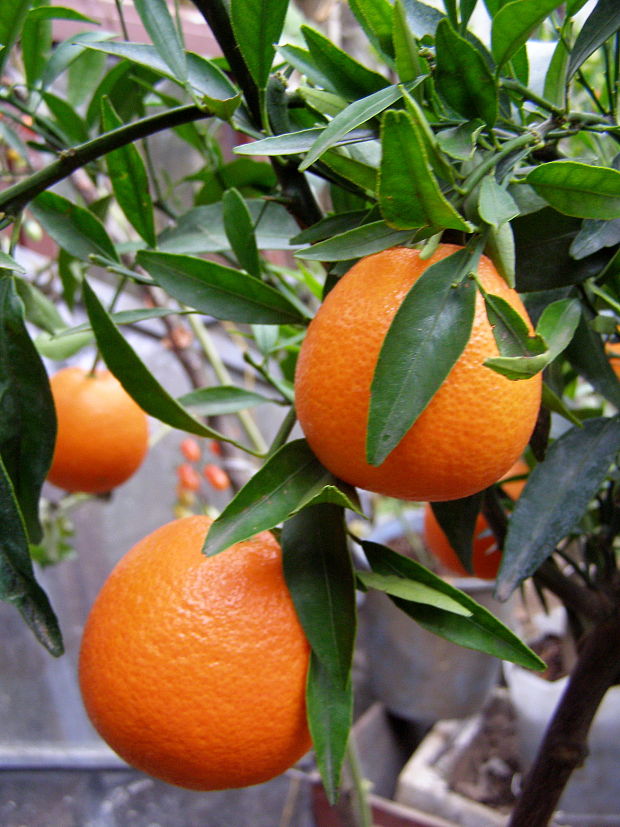 pomaranč Citrus sinensis