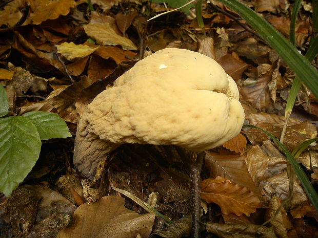 kyjak obrovský Clavariadelphus pistillaris (Fr.) Donk