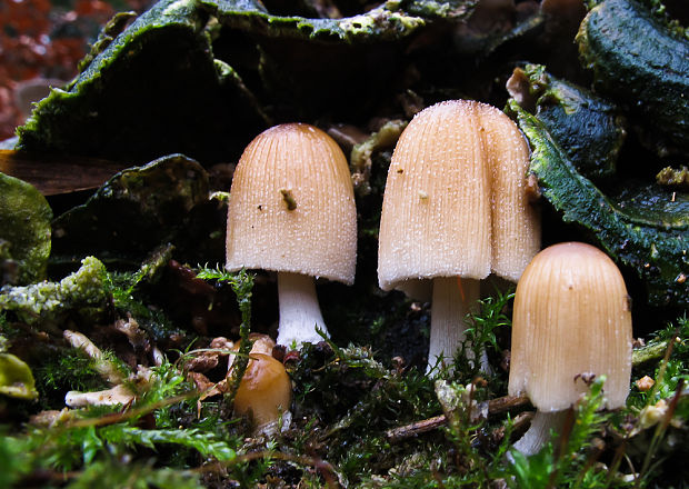 hnojník Coprinus sp.