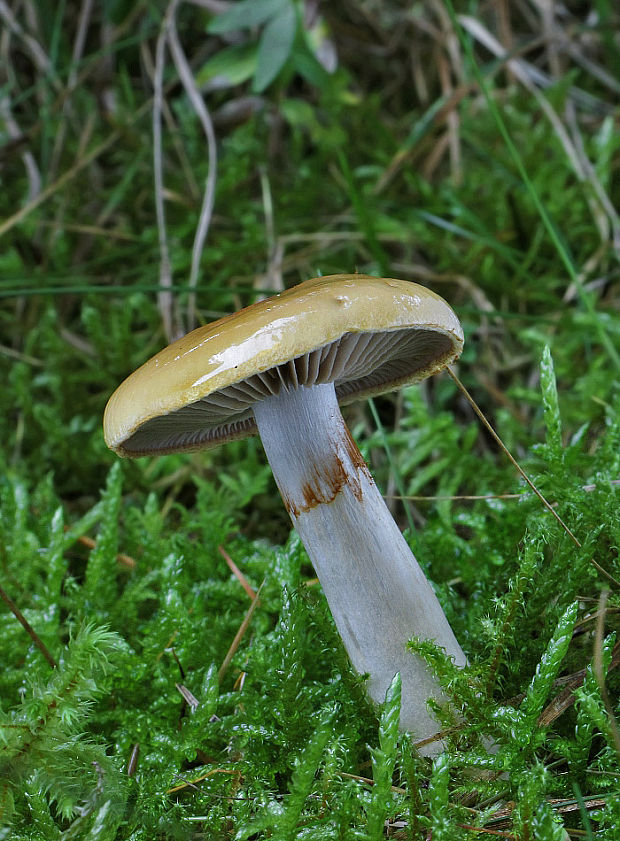 pavučinovec Cortinarius sp.