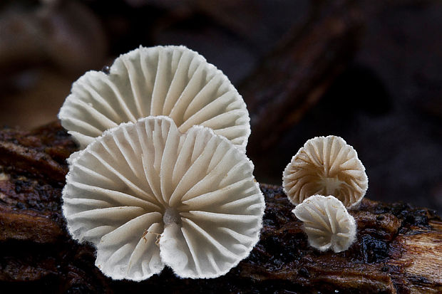 pahliva Crepidotus sp.