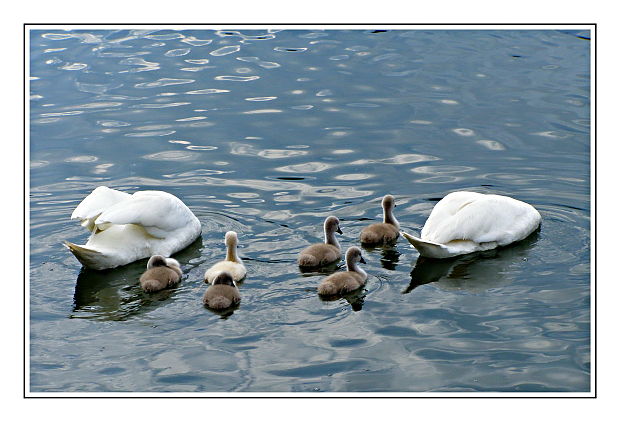 labuť hrbozobá Cygnus olor