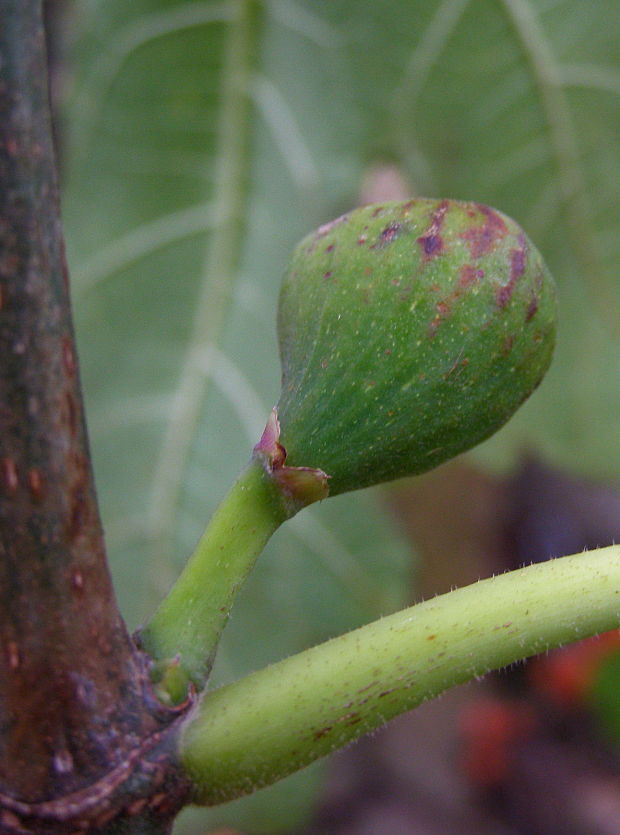 figa Ficus carica, Brown Turkey