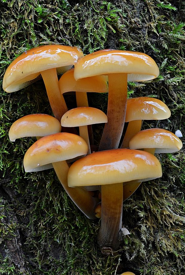 plamienka Flammulina sp.