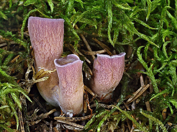 lievikovec kyjakovitý Gomphus clavatus (Pers.) Gray