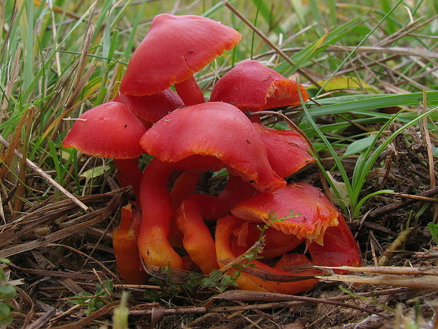 lúčnica šarlátová Hygrocybe coccinea (Schaeff.) P. Kumm.