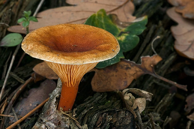 líška oranžová Hygrophoropsis aurantiaca (Wulfen) Maire