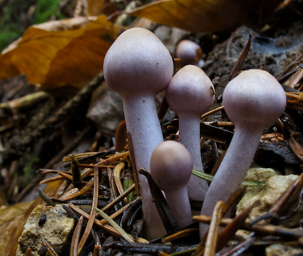 vláknica hlinovolupeňová Inocybe geophylla (Bull.) P. Kumm.