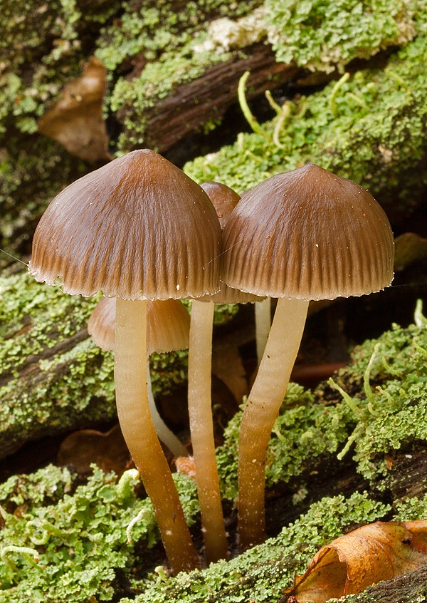 prilbička naklonená Mycena inclinata (Fr.) Quél.