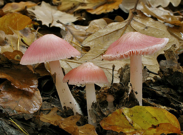 prilbička ružovkastá Mycena rosea Gramberg