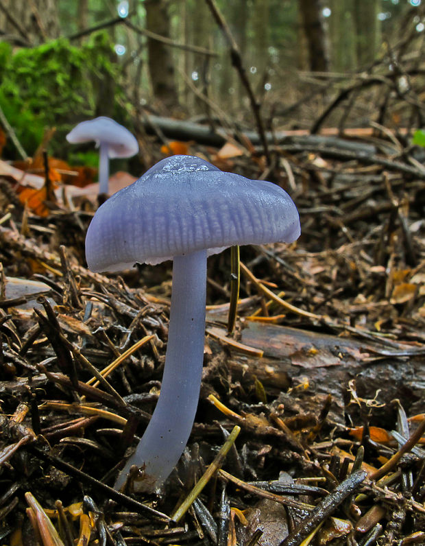 prilbička Mycena sp.