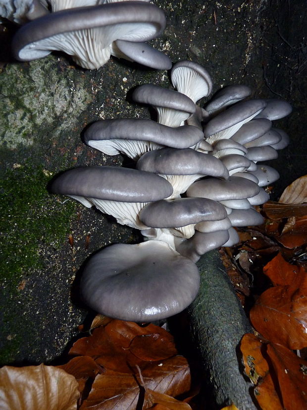 hliva ustricovitá Pleurotus ostreatus (Jacq.) P. Kumm.