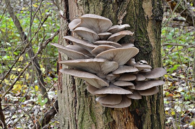 hliva ustricovitá Pleurotus ostreatus (Jacq.) P. Kumm.