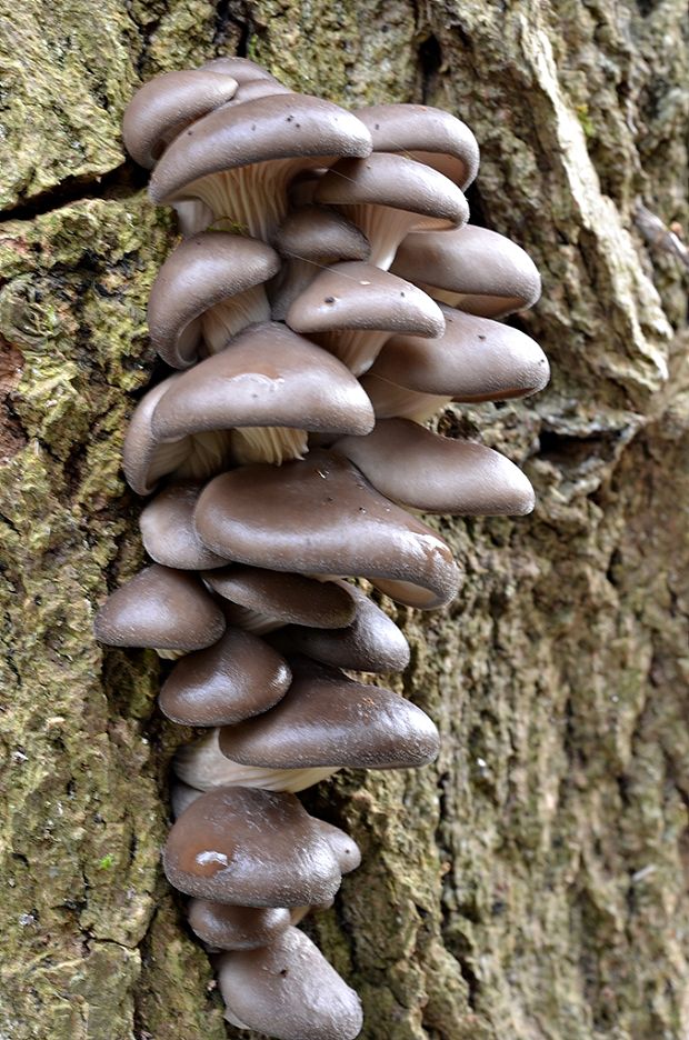 hliva ustricovitá Pleurotus ostreatus (Jacq.) P. Kumm.