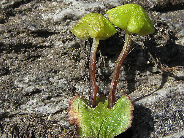 prilbovka pologuľovitá Reboulia hemisphaerica (L.) Raddi