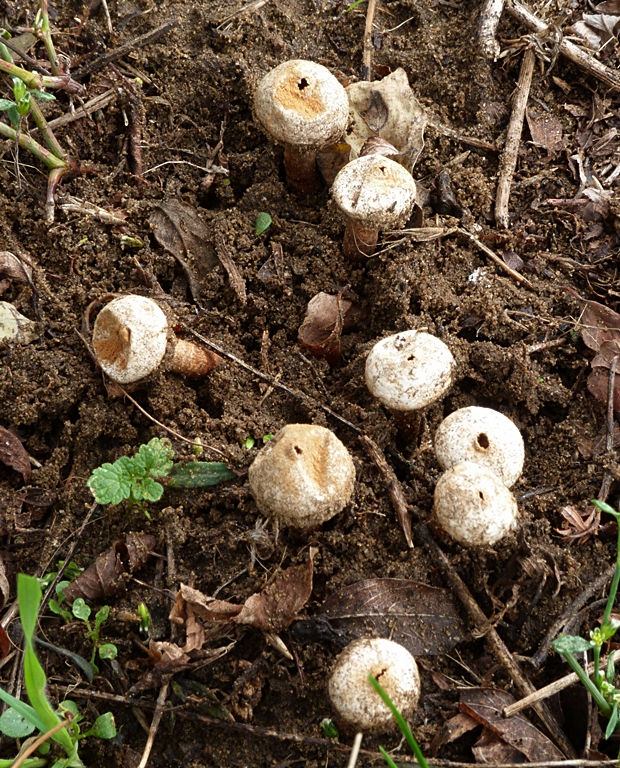 stopkovec vláknitý Tulostoma fimbriatum Fr.