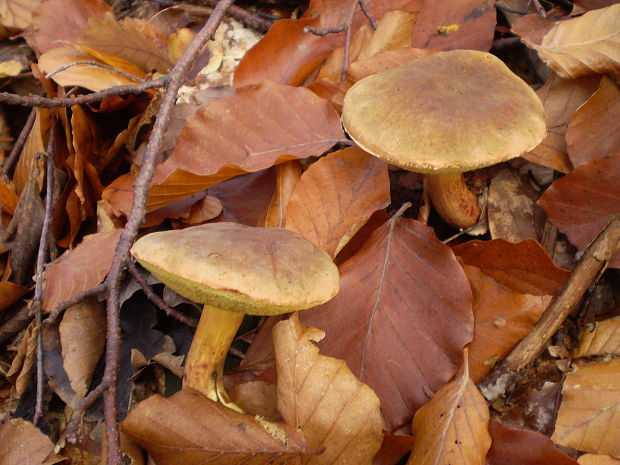 suchohríb Xerocomus sp.