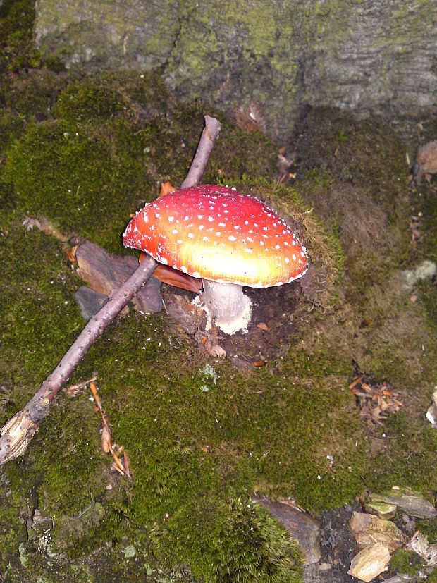 muchotrávka červená Amanita muscaria (L.) Lam.