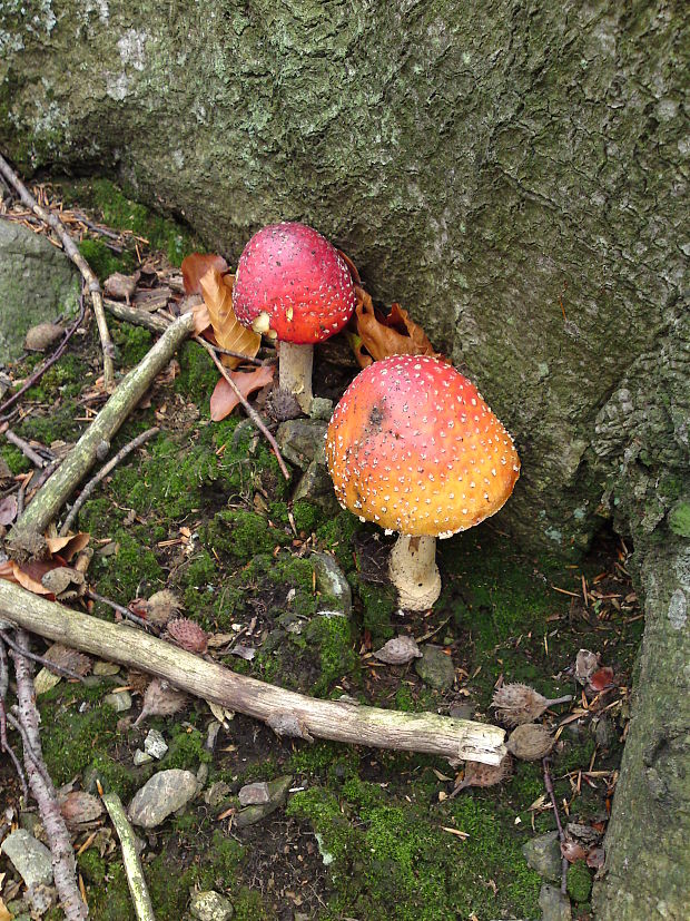 muchotrávka červená Amanita muscaria (L.) Lam.