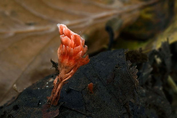 agonomycetes Anthina flammea Fr.