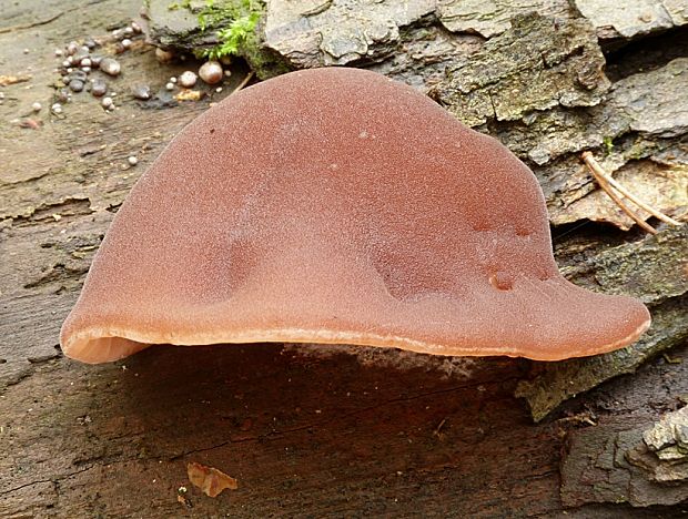 uchovec bazový Auricularia auricula-judae (Bull.) Quél.