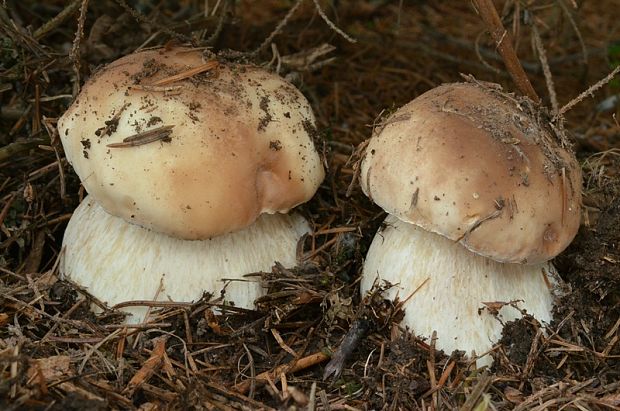 hríb smrekový Boletus edulis Bull.