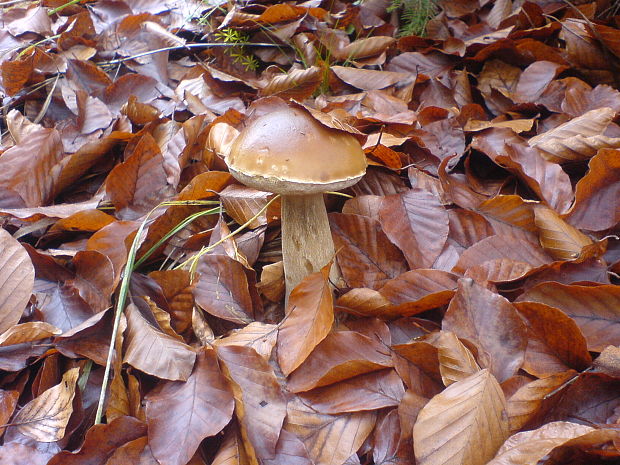 hríb smrekový Boletus edulis Bull.