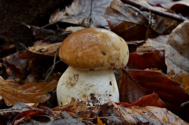 hríb smrekový Boletus edulis Bull.