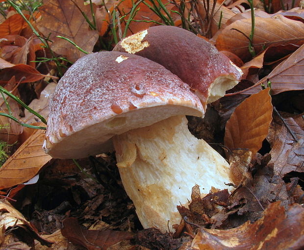 hríb sosnový Boletus pinophilus Pil. et Dermek in Pil.