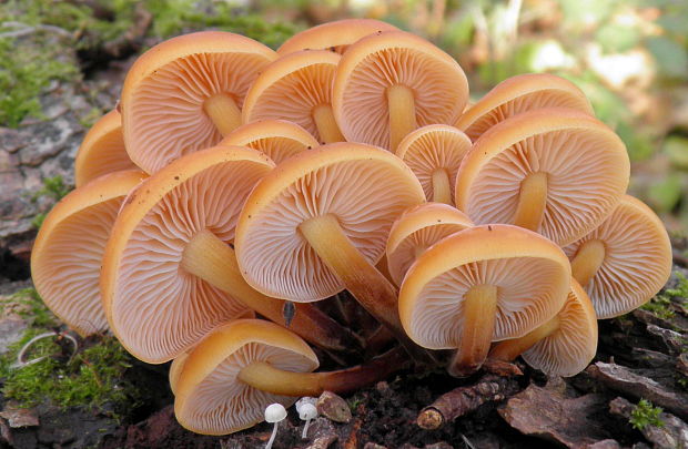 plamienka Flammulina sp.