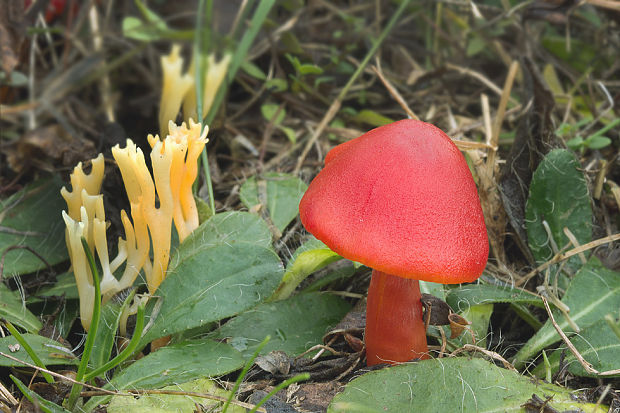 lúčnica šarlátová Hygrocybe coccinea (Schaeff.) P. Kumm.