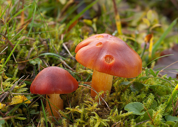 lúčnica granátovočervená Hygrocybe punicea (Fr.) P. Kumm.