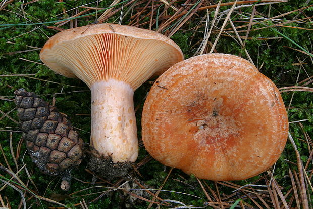 rýdzik pravý Lactarius deliciosus (L.) Gray