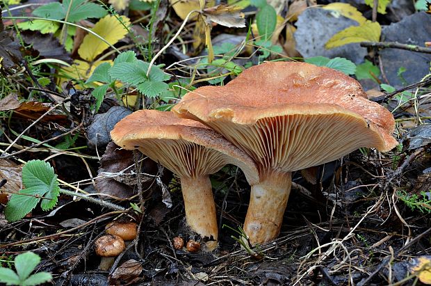 rýdzik pravý Lactarius deliciosus (L.) Gray