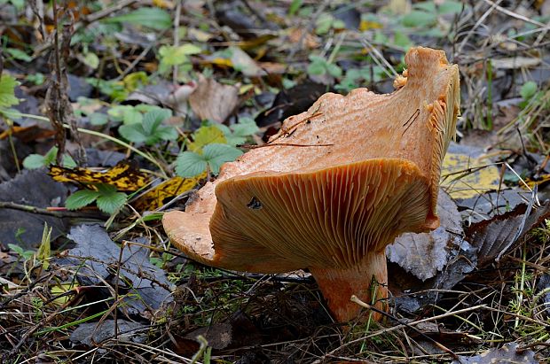 rýdzik pravý Lactarius deliciosus (L.) Gray