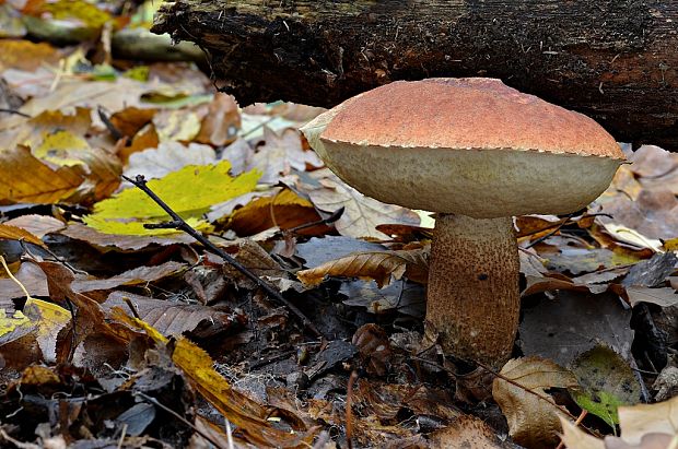 kozák dubový Leccinum aurantiacum (Bull.) Gray