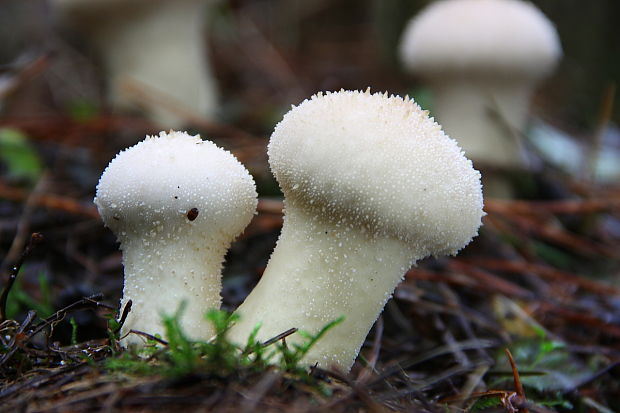 prášnica bradavičnatá Lycoperdon perlatum Pers.