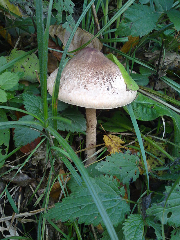 bedľa Macrolepiota sp.