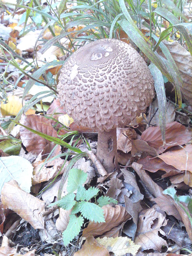 bedľa Macrolepiota sp.