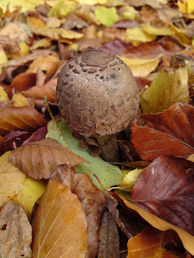 bedľa Macrolepiota sp.