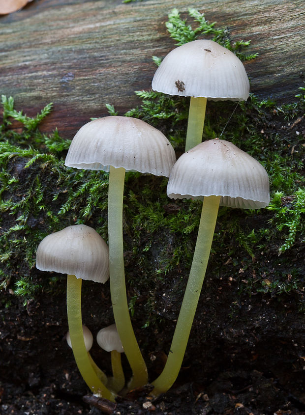 prilbička slizká Mycena epipterygia (Scop.) Gray