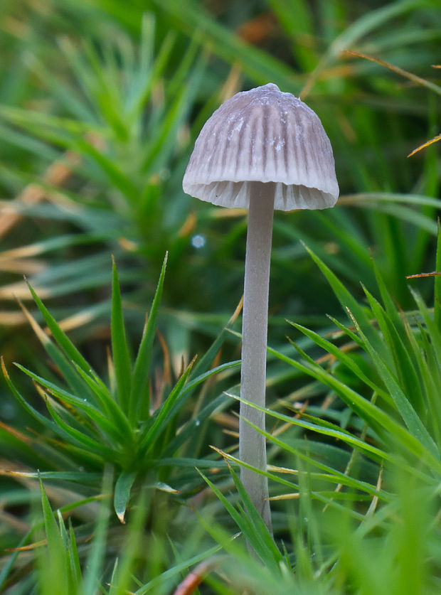 prilbička Mycena sp.