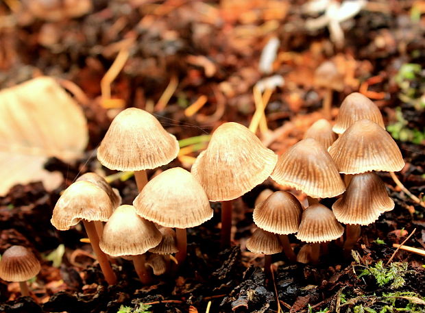 prilbička Mycena sp.