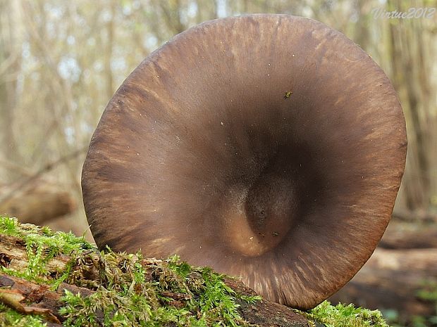 hliva ustricovitá Pleurotus ostreatus (Jacq.) P. Kumm.