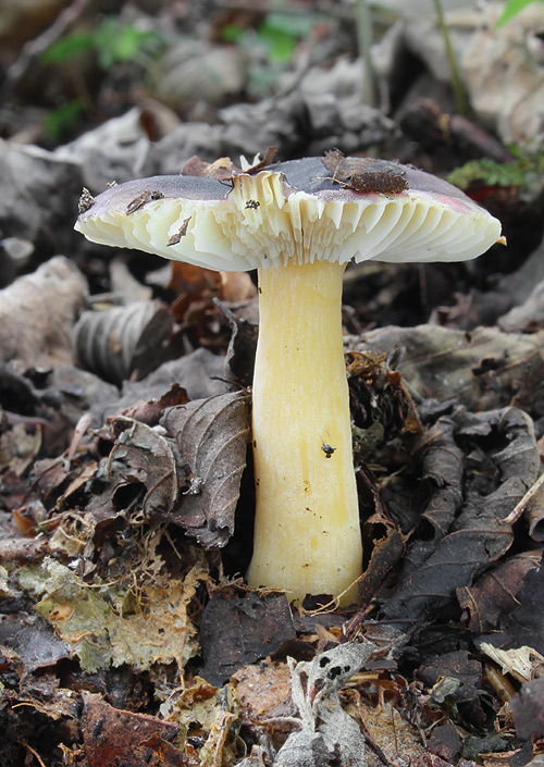 plávka jelšová Russula pumila Rouzeau & F. Massart