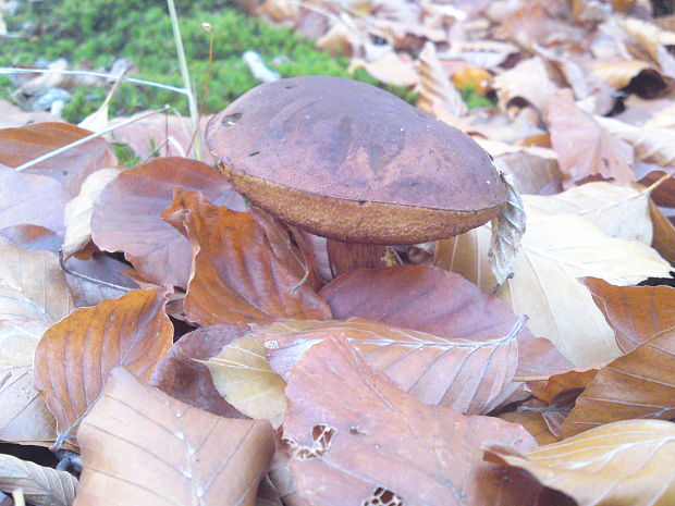 suchohríb Xerocomus sp.