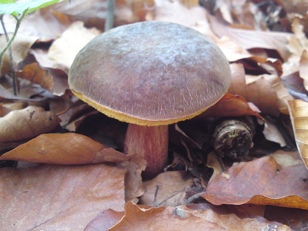 suchohríb Xerocomus sp.