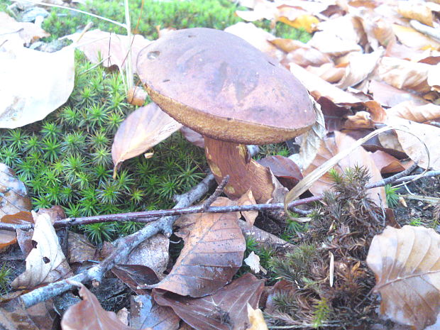 suchohríb Xerocomus sp.