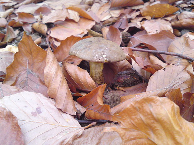 suchohríb Xerocomus sp.