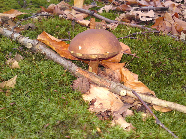 suchohríb Xerocomus sp.